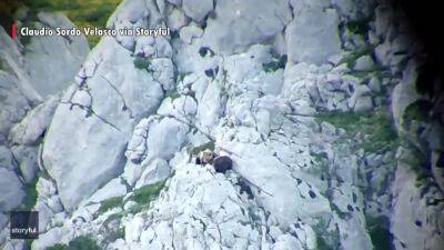 Fighting bears tumble down mountain in Spain - fox29.com - Spain - county Leon