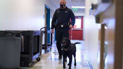 Dogs sniffed out COVID-19 more accurately than some lab tests, study says - fox29.com - France - state Massachusets - county Bristol