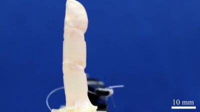 1st-ever robotic finger covered in living skin can move, heal like humans, scientists say - fox29.com - Los Angeles - city Tokyo