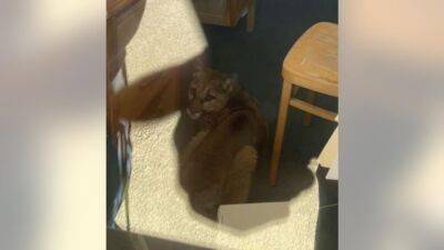 Mountain lion safely removed after hunkering down in English classroom at Pescadero High School - fox29.com - Britain - state California - county San Mateo