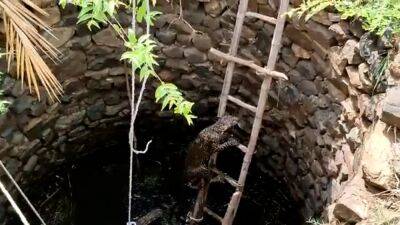 Watch: Leopard rescued from well by first responders in India - fox29.com - India