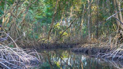 World's biggest bacterium found in Caribbean mangrove swamp - fox29.com - Spain - France - Washington - city Washington - county Lawrence - city Sanctuary - Trinidad And Tobago