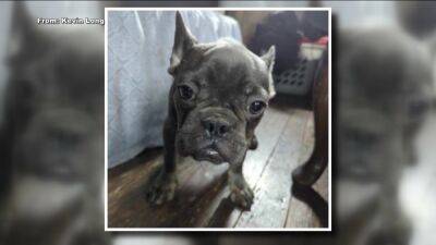 Family's French bulldog puppy stolen during Philadelphia home invasion, police say - fox29.com - New York - France