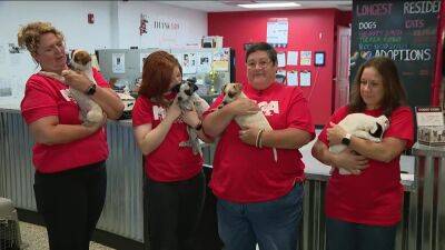 Searching for a furever home: Brandywine Valley SPCA holding mega adoption event - fox29.com - state Pennsylvania - county Chester - city West Chester, state Pennsylvania