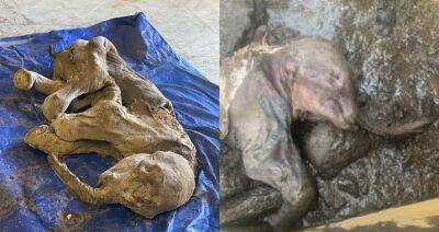 Mummified woolly mammoth calf discovered by gold miners in Yukon - globalnews.ca
