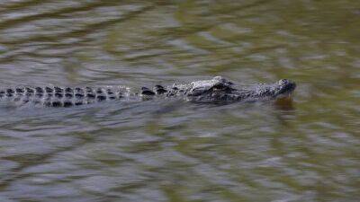 Joe Raedle - 11-foot alligator kills man in Myrtle Beach yacht club community - fox29.com - state Florida - county Miami - state South Carolina - city Myrtle Beach - county Horry