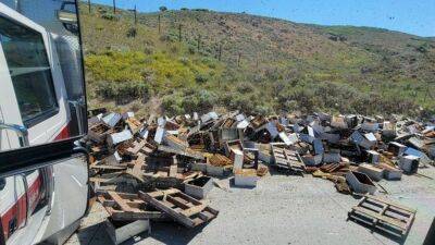 ‘Multiple stings’ after truck carrying 200 beehives rolls over on highway - fox29.com - Los Angeles - Washington - city Detroit - state Utah - state Michigan