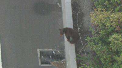 Bear roaming on side of 210 Freeway forces delays in La Cañada area - fox29.com - county Los Angeles