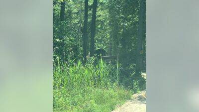 Black bear on the loose near Route 9 in Ocean County, officials say - fox29.com - state New Jersey - county Ocean