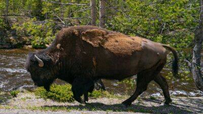 West Chester resident 2nd visitor in 3 days gored by Yellowstone park bison - fox29.com - state Pennsylvania - state Ohio - county Chester - county Park - state Wyoming - state Colorado - county Yellowstone - city West Chester, state Pennsylvania