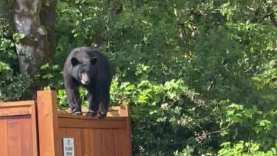 Watch: Trombone-playing music teacher scares off bear from Canadian school - fox29.com - Britain - county Lake - Canada - county Island - city Vancouver, county Island