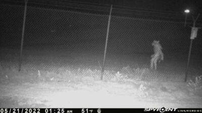 Mysterious figure spotted outside Amarillo Zoo; city asking for public's help identifying - fox29.com - state Texas - city Houston