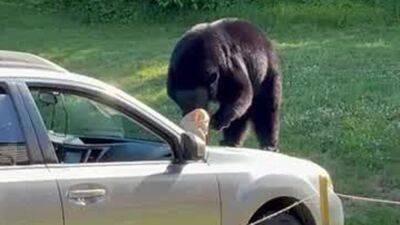 Bear smashes car window, helps itself to leftover McDonald’s - fox29.com - state New Hampshire