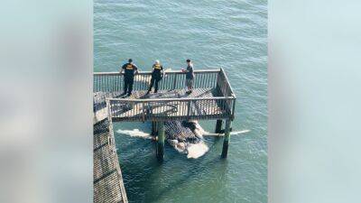 Body of humpback whale washes up in Cape May County - fox29.com - state New Jersey - county Cape May