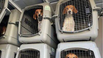 4,000 beagles rescued from Virginia breeding facility in need of new homes - fox29.com - Usa - state Virginia - county Cumberland