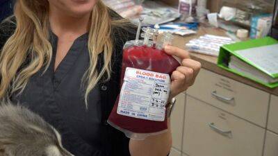 Veterinarians grappling with national pet blood shortage - fox29.com - state South Carolina - Charleston, state South Carolina