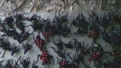 'It's raining spotted lanternflies': Delaware Valley sees invasive pest in large numbers - fox29.com - state Delaware - county Valley