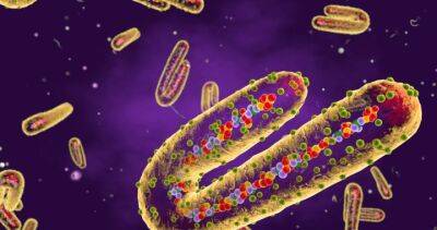 WHO declares highly-infectious Marburg virus outbreak in Ghana - globalnews.ca - Ghana - Senegal