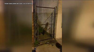 Watch: Man attacked by raccoon while walking in South Philadelphia - fox29.com