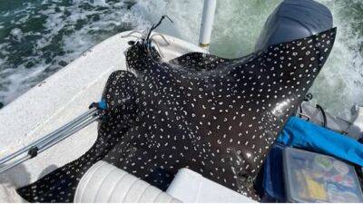 In Alabama, rare 400-pound spotted eagle ray jumps into boat, gives birth - fox29.com - county Island - state Missouri - state Alabama - county Jones - county Ozark