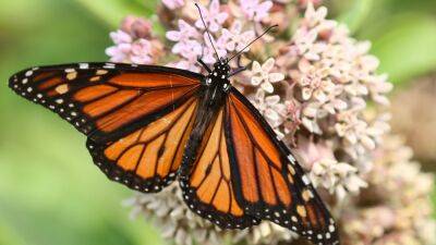 Beloved monarch butterflies are officially on the endangered species list - fox29.com - Usa - Canada - Washington - county Ontario - Mexico - state Michigan