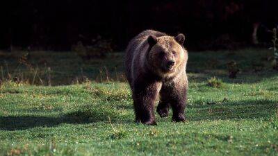 Grizzly bear returns, kills woman after she scared him off an hour earlier - fox29.com - Usa - state California - state Texas - county Park - state Montana