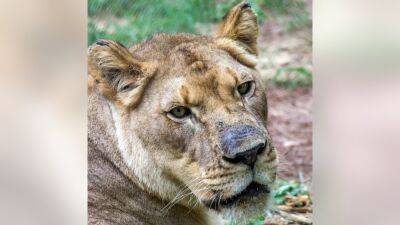 Birmingham Zoo: Lioness killed while meeting male lion - fox29.com - state Colorado - state Alabama - county Fairfax - city Birmingham, state Alabama