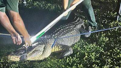 Massive 11-foot alligator in Florida lets out vicious roar while being wrangled - fox29.com - state Florida - county Hill - county Oakland
