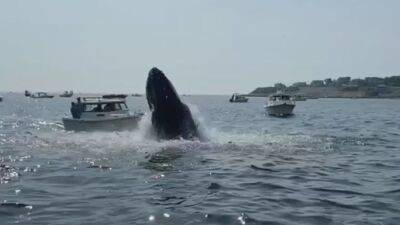 Breaching whale jumps out of ocean and lands on top of a Massachusetts fishing boat - fox29.com - state Massachusets - county Plymouth