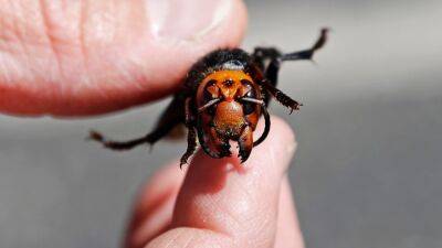 ‘Murder hornets’ get a new name; now called northern giant hornets - fox29.com - Canada - state Washington