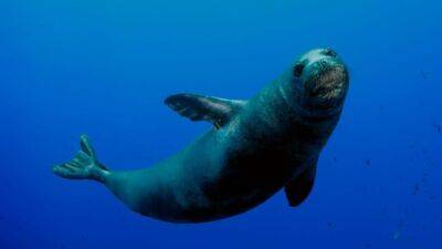 ‘Give them space’: Swimmer injured by nursing Hawaiian monk seal with pup in Waikiki - fox29.com - state California - state Hawaii - city Honolulu - Hawaiian