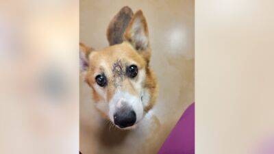 'Lucky to be alive': Arthur the corgi survives after being shot in the head, Pennsylvania SPCA says - fox29.com - state Pennsylvania - county Arthur - county Lancaster