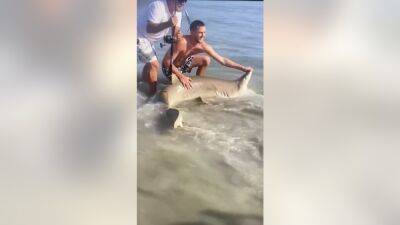 Video: Man helps shark caught on the beach in Sea Isle City get back to the ocean - fox29.com