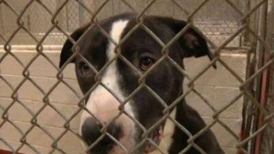 Hoping for forever: More than 200 animals up for $5 adoption Saturday in Philadelphia - fox29.com - state Pennsylvania - city Philadelphia