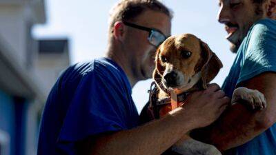 Thousands of beagles rescued from Virginia breeding facility now ready to be adopted - fox29.com - Usa - state California - state Florida - Washington - state Virginia - county Cumberland - state Maryland - state Michigan