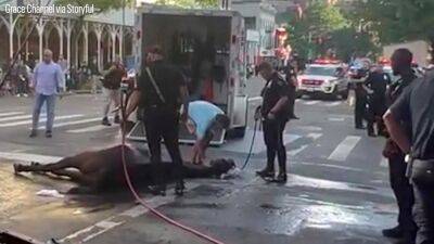 Officers jump in to help after carriage horse collapses on NYC street - fox29.com - New York