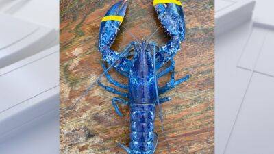 Rare blue lobster caught by father and son in Maine - fox29.com - state Virginia - state Maine - city Portland, state Maine - county Gulf