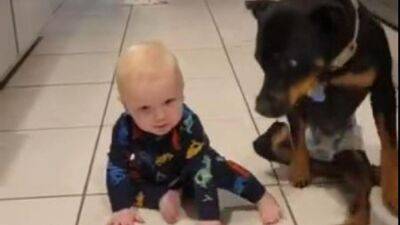 Video: Paralyzed Florida dog shows baby how to crawl in viral TikTok - fox29.com - state Florida