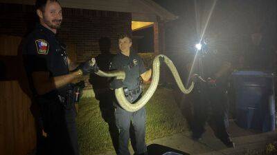 Escaped python found hiding under parked car in Texas neighborhood - fox29.com - Australia - state Texas - city San Antonio