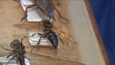 Experts say Cicada Killers aren't nearly as intimidating as they may seem - fox29.com - state New Jersey