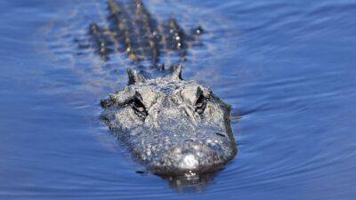 Alligator attacks, kills 88-year-old woman in South Carolina - fox29.com - Usa - state Florida - county Island - state Texas - state Louisiana - state South Carolina - city Myrtle Beach, state South Carolina