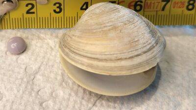 Man finds rare purple pearl inside clam at Delaware restaurant - fox29.com - state Delaware