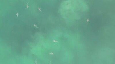 VIDEO: Drone spots hundreds of sharks swimming near shore of Florida beach - fox29.com - state Florida