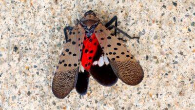 Gary Hershorn - See it, stomp it, squish it! Fighting the invasive spotted lanternfly - fox29.com - Usa - state New York - state Iowa - Jersey - state Michigan