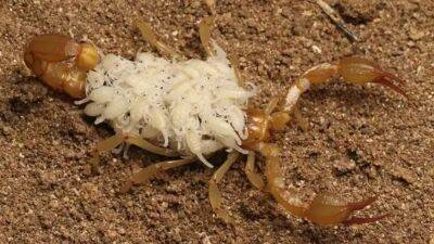 2 new scorpion species discovered in dry California lake-beds - fox29.com - state California - county Lake