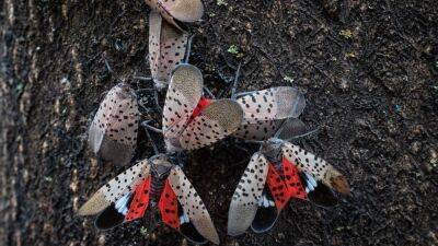 See it? Squish it! Fighting the invasive spotted lanternfly - fox29.com - New York - Usa - state New York - county Atlantic - state Iowa - city Brooklyn
