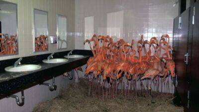 ‘This is not where we belong’: Miami zookeepers recall herding flamingos in bathroom during Hurricane Andrew - fox29.com - state Florida - county Day - county Andrew
