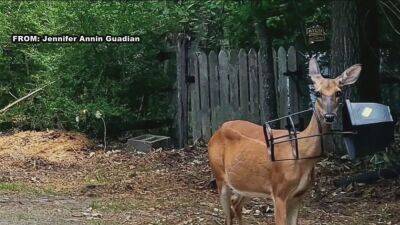 Burlington County community comes together to help protect a deer in distress - fox29.com - state New Jersey - county Burlington - Jersey