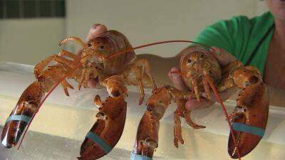Two rare orange lobsters delivered to Tampa Bay area seafood market in same shipment - fox29.com - state Florida - county Bay - city Tampa, county Bay - state Maine - county Hudson