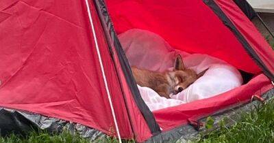 Scots family rescue injured fox and nurse it back to health in back garden tent - dailyrecord.co.uk - Scotland